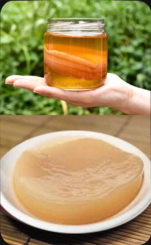 Kombucha SCOBY