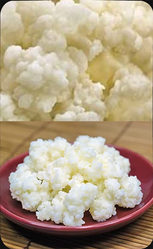 Milk Kefir Grains