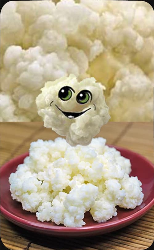 Milk Kefir Grains — back label