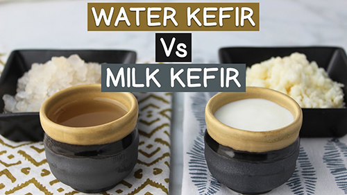Milk and Water Kefir and Kombucha Malaysia